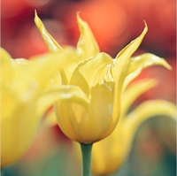 Tulipan Florijn Chic 8 løg
